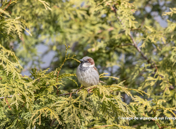 Closeup shot of a house sparrow resting on a tree branch